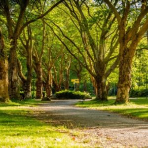 Why green spaces matter to mental health
